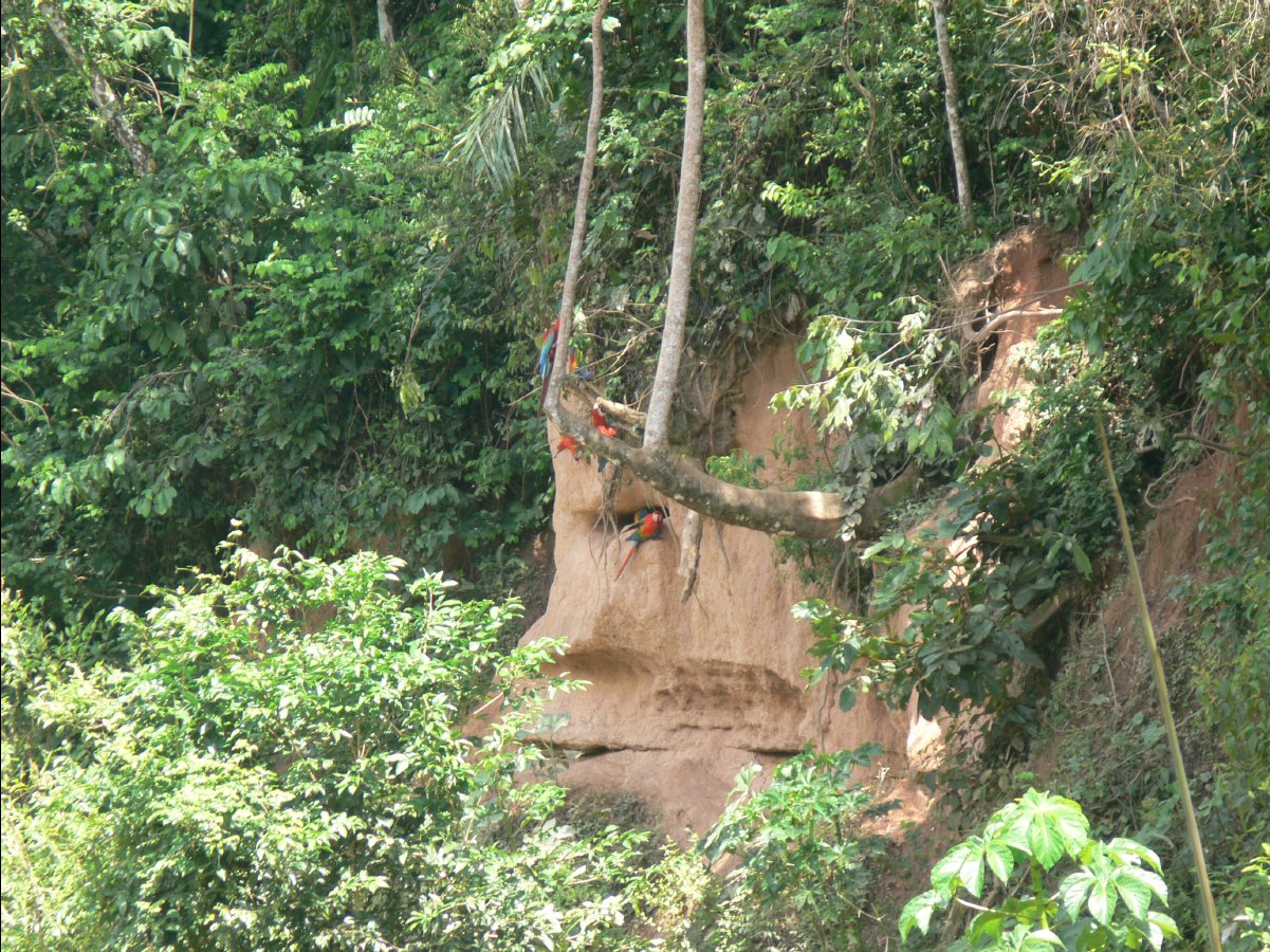 Macaw watching56